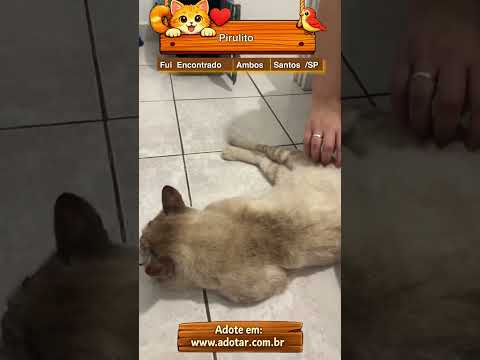 Vídeo de Pirulito 