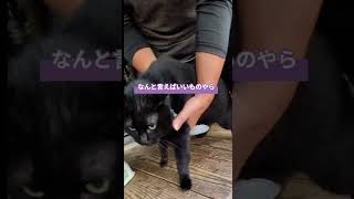 毎日出たり入ったり犬猫#犬猫のいる暮らし #愛犬ピット