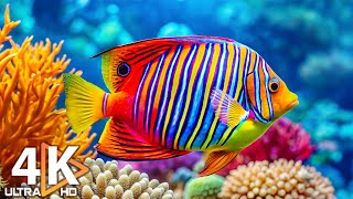Aquarium 4K VIDEO (ULTRA HD) 🐠 Beautiful Coral Reef Fish - Relaxing Music for Sleep #2