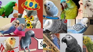 4th PARROT CHAT Competitors from A to Z