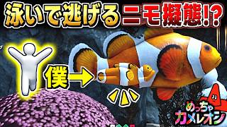 【めっちゃカメレオン】カクレクマノミに擬態して敵の前を泳いだ結果...