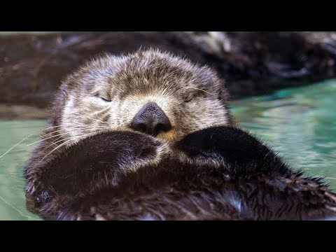 Live sea otter / fur seal cam - Seattle Aquarium