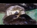 Live Sea Otter Fur Seal Cam Seattle Aquarium