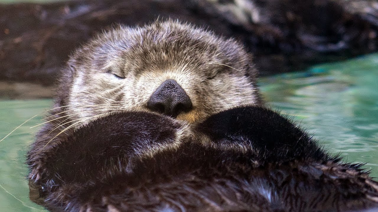 Sea Otters Seattle webcam — Seattle, United States