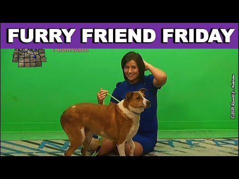 Furry Friend Friday, Pet of the Week, Adoptable Pets ~ 25 JUNE 2021 ~ GINGER
