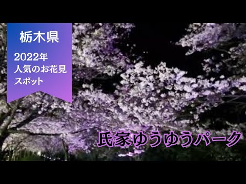 【栃木県さくら市】お花見人気スポット 氏家ゆうゆうパーク No.22