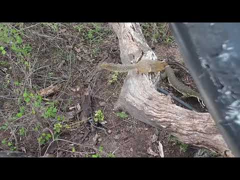 Djuma: Squirrel alarming at Water Monitor Lizard below cam - 11 45 - 10/04/20