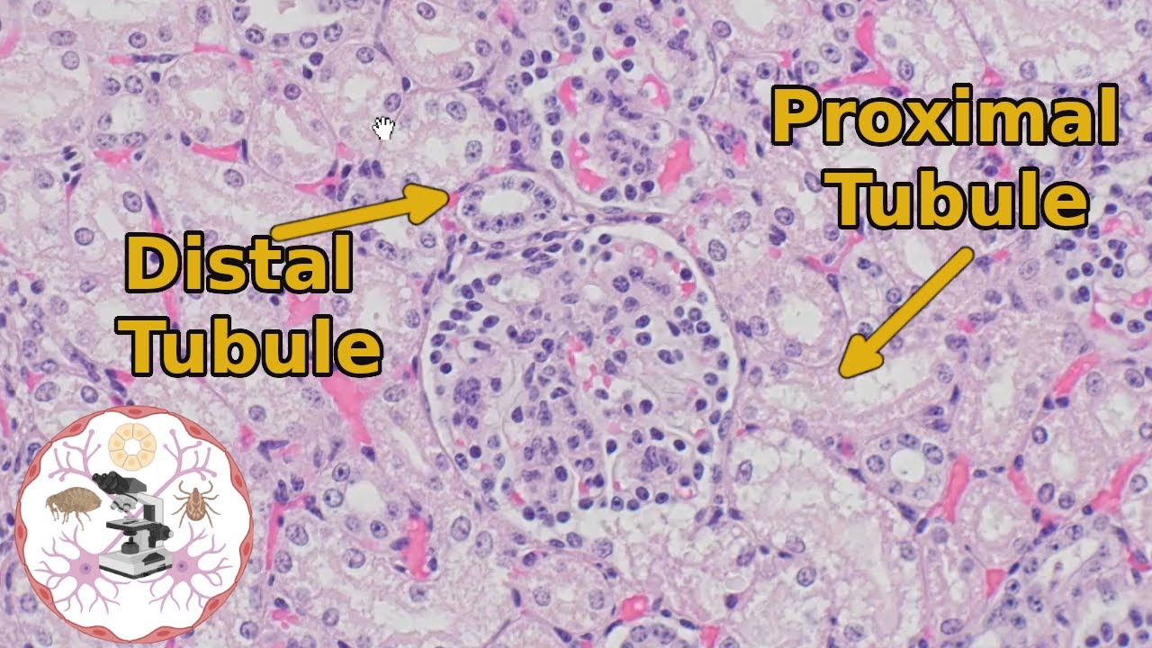 Kidney Histology - Proximal vs Distal Tubules - Urine for a Good Time