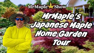 Download lagu MrMaple's Japanese Maple Home Garden Tour mp3