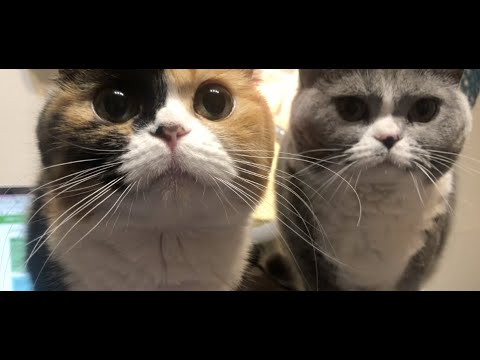 猫が食べられる人間の食べ物