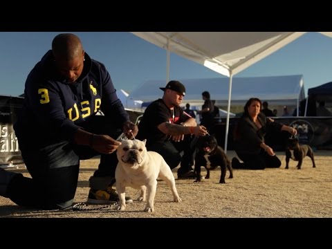 Conformation Dog Shows Explained - Featuring the ABKC, UKC, & AKC