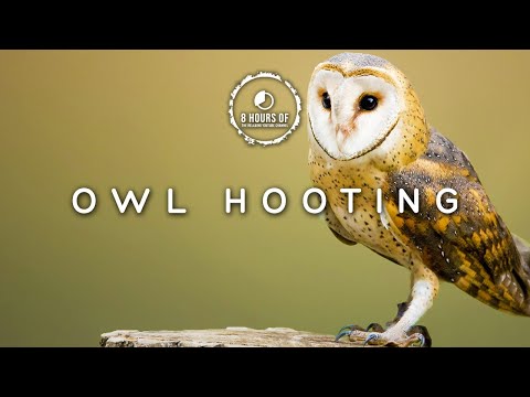 8 Hours of owl sounds | owl sounds to scare birds | owl noises | bird repellent sound effect