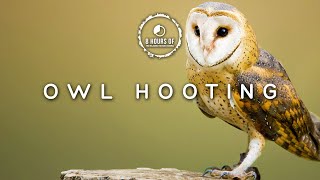 8 Hours of owl sounds | owl sounds to scare birds | owl noises | bird repellent sound effect
