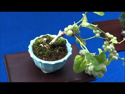 ❷ KIRAKUKAI MINI BONSAI EXHIBITION ・ミニ盆栽展　きらく会　2022