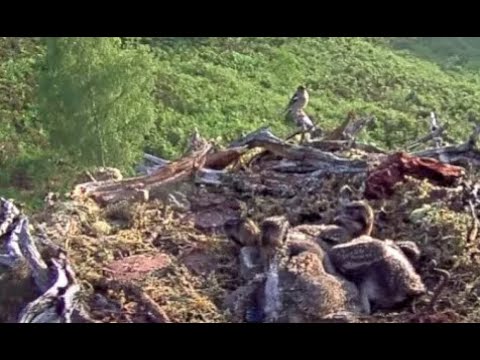 Home alone Osplets get a little feathered visitor to the Loch Arkaig Osprey nest 18 Jun 2020
