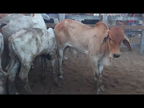 Bezerros no preço!!! Na feira de gado em Dois Riachos Alagoas 21/01/26#nordeste
