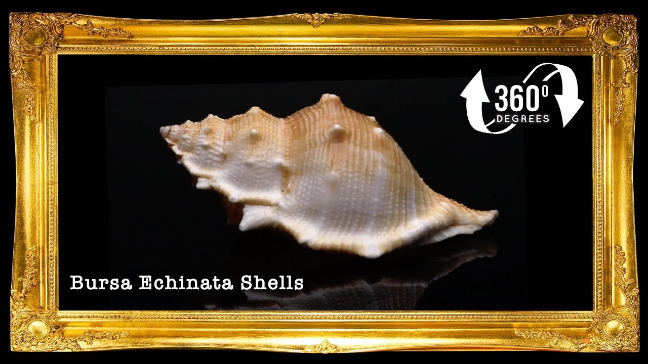 Bursa Espinosa | Spiny Frog Shell | 1 - 3.5 Inches