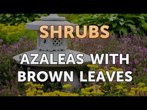 How to Prune a Bottlebrush Shrub