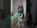 My Dogs Take The Cutest Picture In Their Pajamas Shorts Dogshorts Dogs Husky Huskies Dog