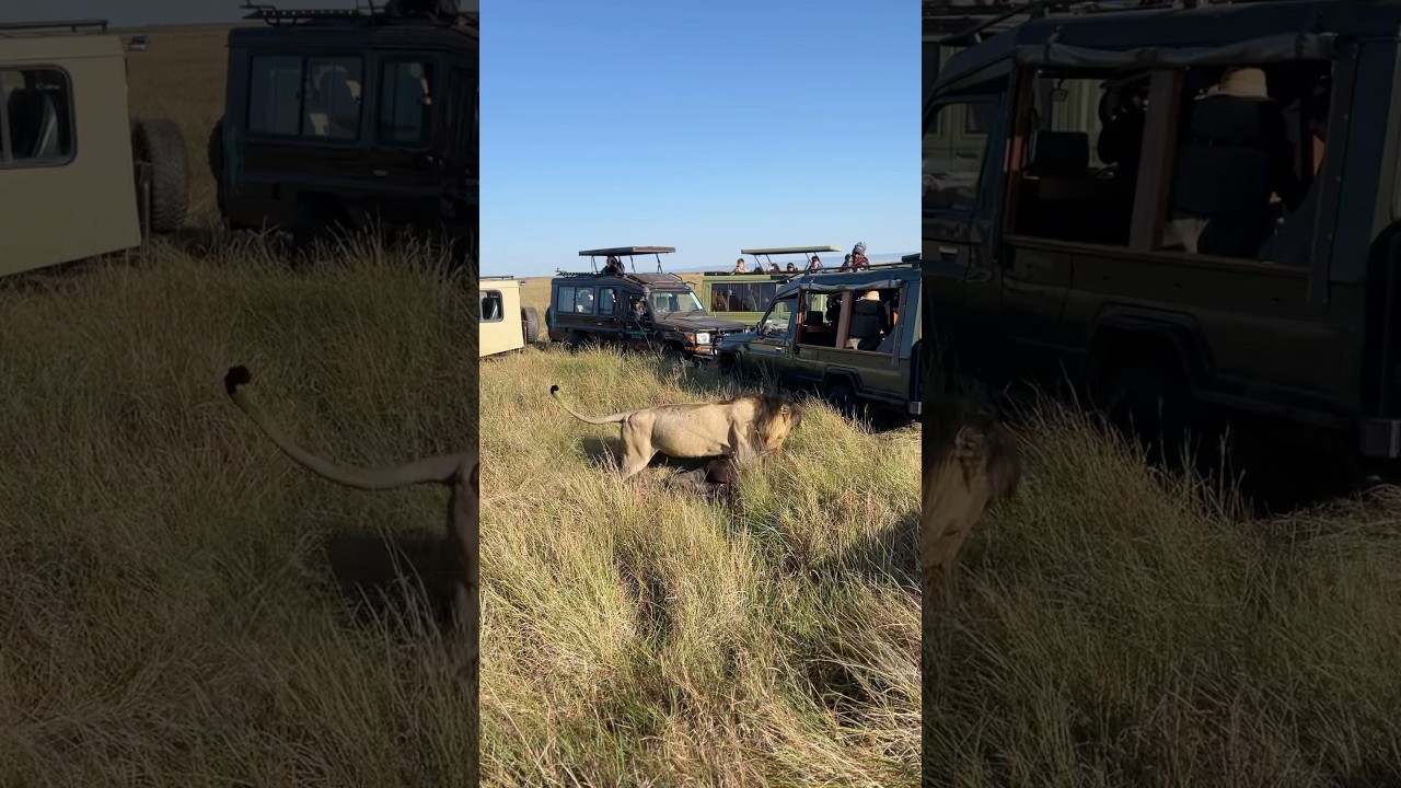 Maasai Mara Safari Experience