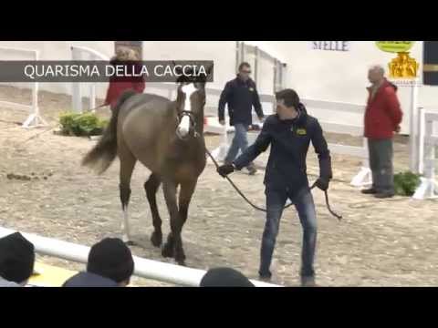 QUARISMA DELLA CACCIA 2011 Quaprice x Calido Stamm 104/A