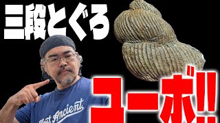 【さよなら夏の日】三段とぐろユーボストリコセラスが出た！！