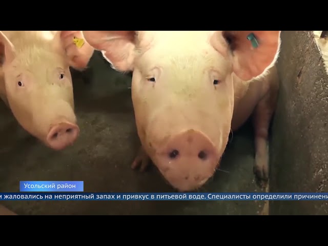 Суд приостановил работу «Усольского свинокомплекса»