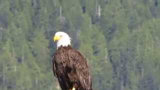preview picture of video 'Bald Eagle in the Clayoquot Sound, Tofino, Canada'
