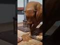 Hoofs #plustart #plastyart #nondryclay #sculpture #shotsvideo #youtubeshorts