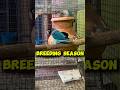 Love Bird Or Budgies Bird Breeding Season Birds Birdlovers Lovebird Ytshorts Shortsfeed Short