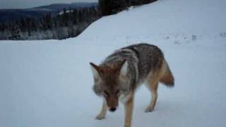 Coyote Close Up Video
