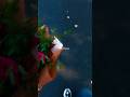 Dandelions Aesthetic Lyrics Edit Audio Slowed Dandelions Shorts Ruthb