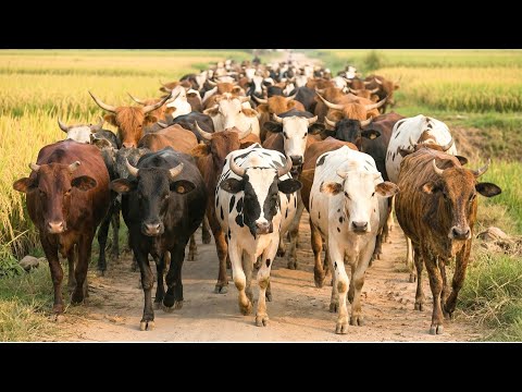 Peaceful moments of cows in the vast fields - Cow mooing - Cow videos