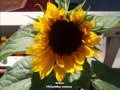 Daryl Braithwaite - One Summer