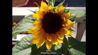 Daryl Braithwaite - One Summer