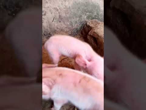 Agalactia in Pigs| Causes, treatment and management. #agalactia #piggery #dayoldpigs #dayoldpiglets