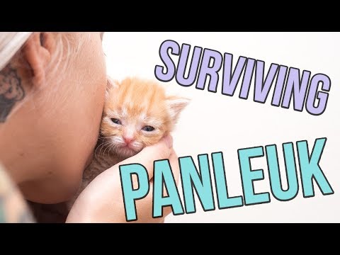 Fighting Panleukopenia, a Deadly Cat Virus