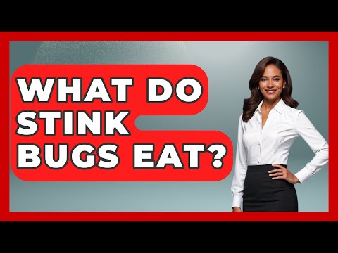 What Do Stink Bugs Eat? - Insects and Invaders