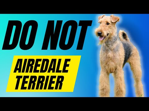 7 Reasons You SHOULD NOT Get a Airedale Terrier