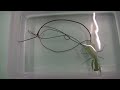 Video 'Parasite Inside Praying Mantis'