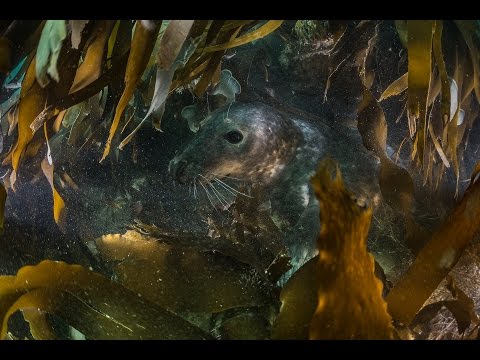 Marine biologist & research diver Robert M. Lehmann Submaris © NDR My Afternoon on Grey Seals