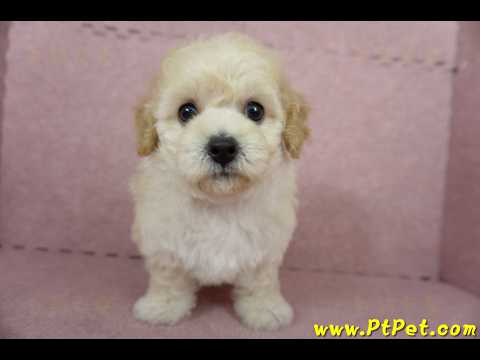 11/08泰迪比熊母幼犬1號(屏東內埔)