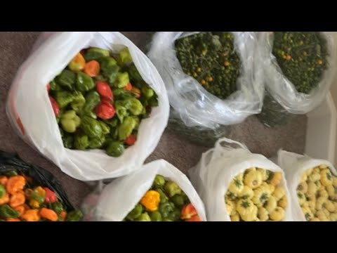 How to prep and store Liberian soup for winter | Bitterballs |  Kittilay | Habanero peppers | DIY |