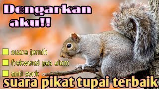 Download lagu Suara pikat tupai ampuh(no copyright) mp3