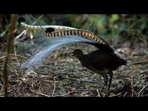 The Lyrebird : Amazing Bird Sounds | Mimicry and Bird Calls In Natural Habitat