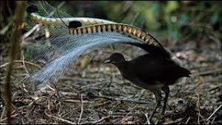 Download lagu The Lyrebird : Amazing Bird Sounds | Mimicry and Bird Calls In Natural Habitat mp3