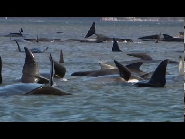 Hundreds of whales stranded in southern Australia