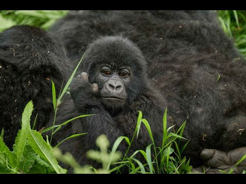 Gorilla safari at Mount Gahinga Lodge, Uganda