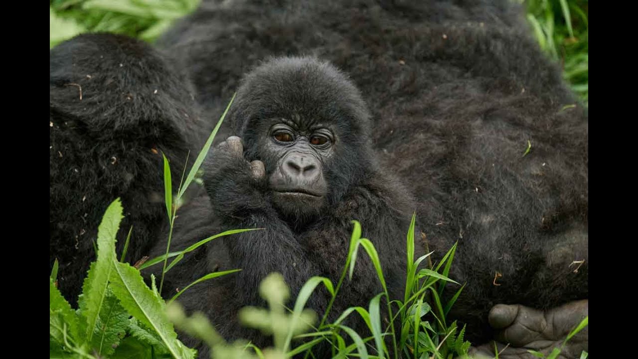 Gorilla safari at Mount Gahinga Lodge, Uganda