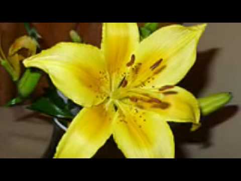 dido - one step too far